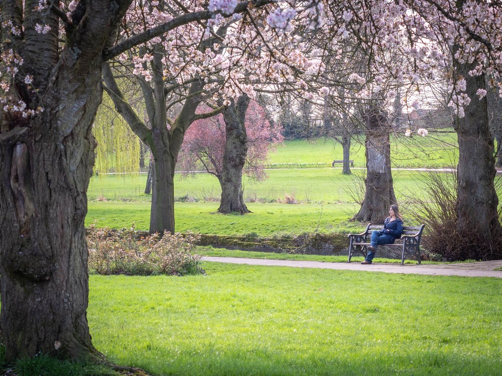 Narinder sat on a park bench surrounded by blossom trees and green grass